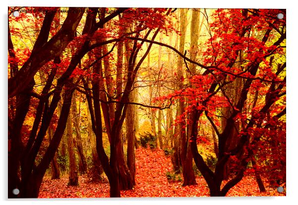  Natures Red Carpet Acrylic by Nick Wardekker