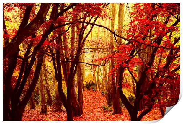  Natures Red Carpet Print by Nick Wardekker