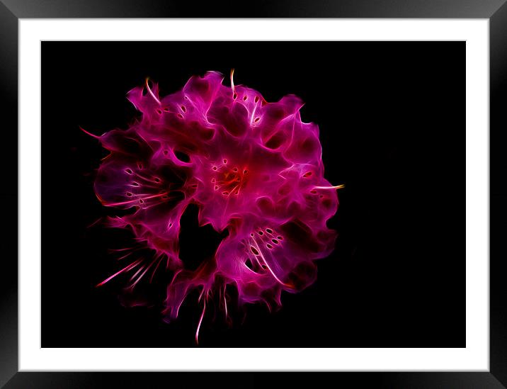  Pink Flower Framed Mounted Print by Richard Taylor