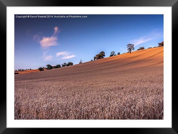  Harvest Meadow Framed Mounted Print by Dave Rowlatt