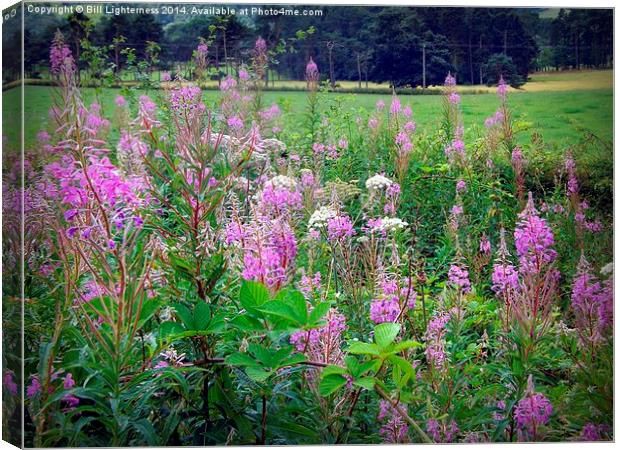 Growing Wild Canvas Print by Bill Lighterness