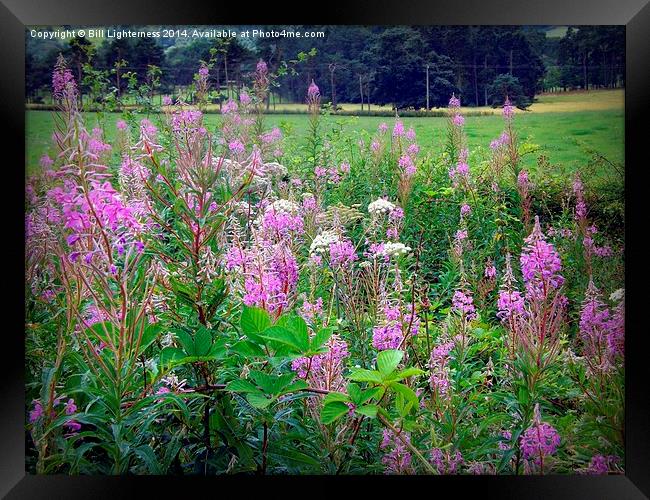 Growing Wild Framed Print by Bill Lighterness