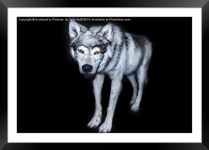  Wolf Canis Lupus Framed Mounted Print by Tylie Duff Photo Art