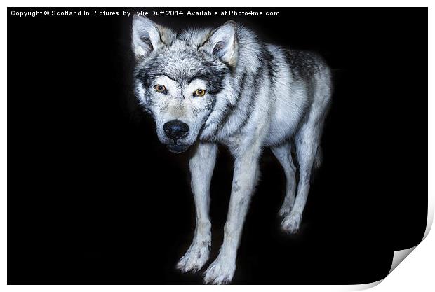  Wolf Canis Lupus Print by Tylie Duff Photo Art
