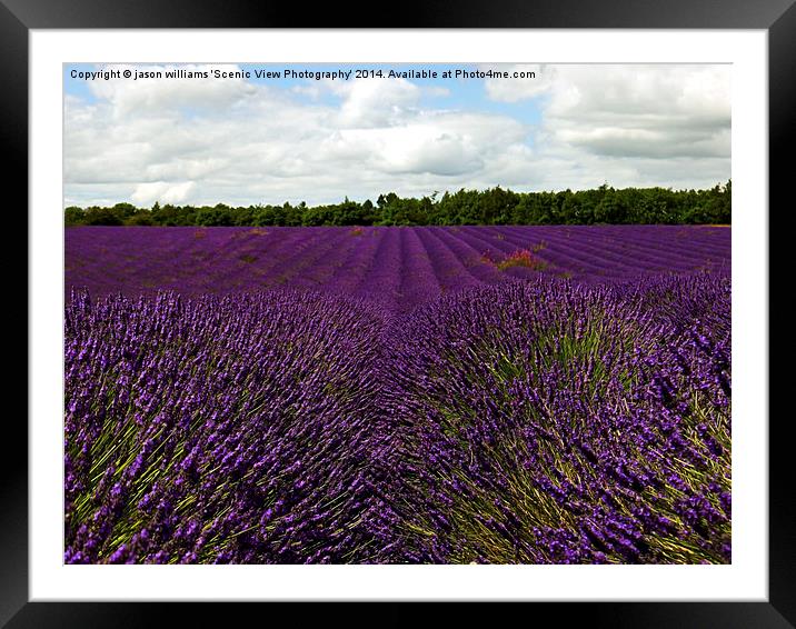 Lavender Landscape (Version 1)  Framed Mounted Print by Jason Williams