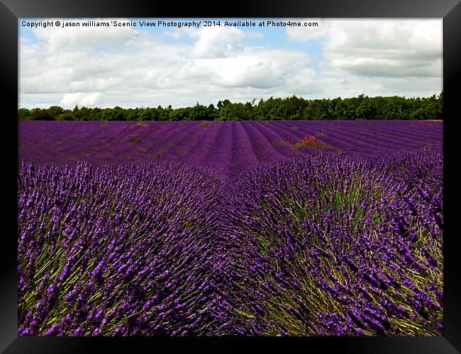 Lavender Landscape (Version 1)  Framed Print by Jason Williams