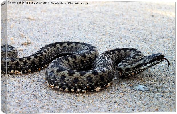  Adder on a Cornish Beach Canvas Print by Roger Butler