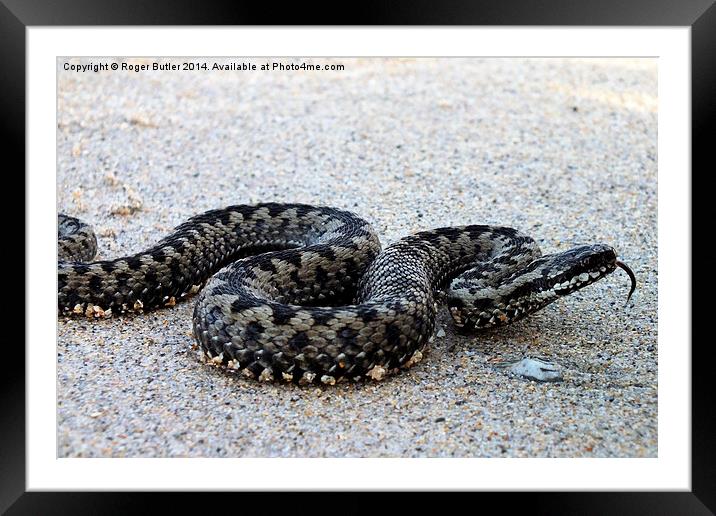  Adder on a Cornish Beach Framed Mounted Print by Roger Butler