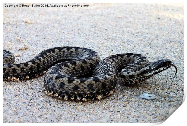  Adder on a Cornish Beach Print by Roger Butler