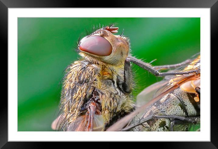  Flies Head Framed Mounted Print by Mark  F Banks
