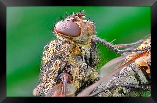  Flies Head Framed Print by Mark  F Banks