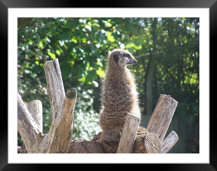 meercat on the lookout Framed Mounted Print by neil dunn
