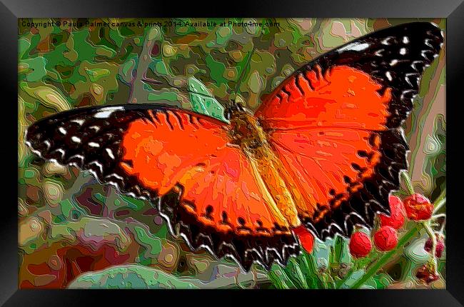  Red,black,white Butterfly Framed Print by Paula Palmer canvas