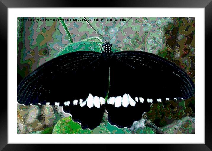 Black and white butterfly  Framed Mounted Print by Paula Palmer canvas