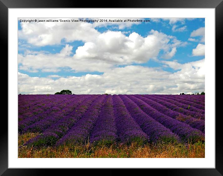  Lavender Landscape (Version 2) Framed Mounted Print by Jason Williams