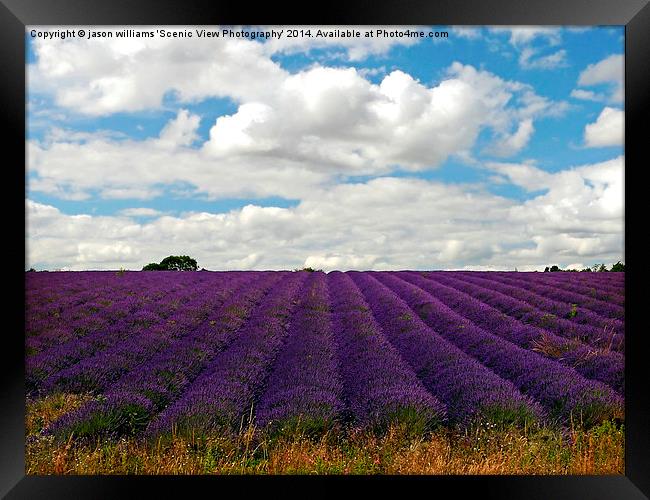  Lavender Landscape (Version 2) Framed Print by Jason Williams