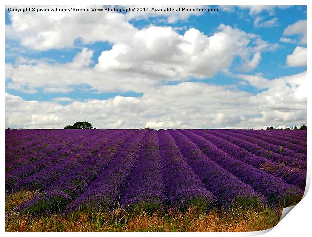  Lavender Landscape (Version 2) Print by Jason Williams