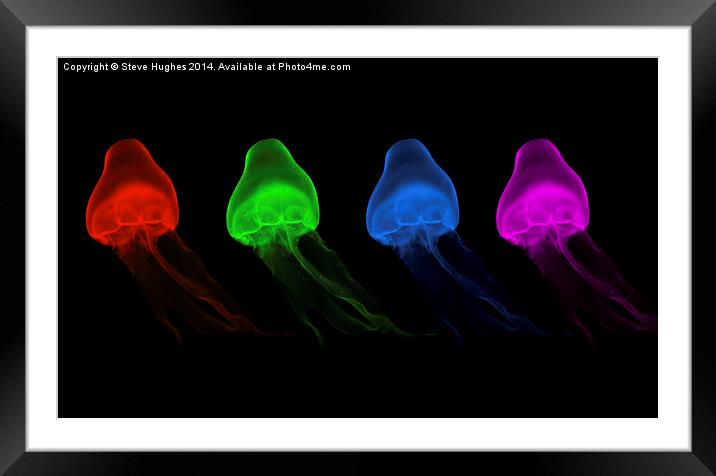  Four Coloured Jellyfish Framed Mounted Print by Steve Hughes