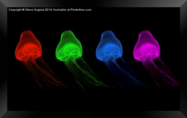  Four Coloured Jellyfish Framed Print by Steve Hughes
