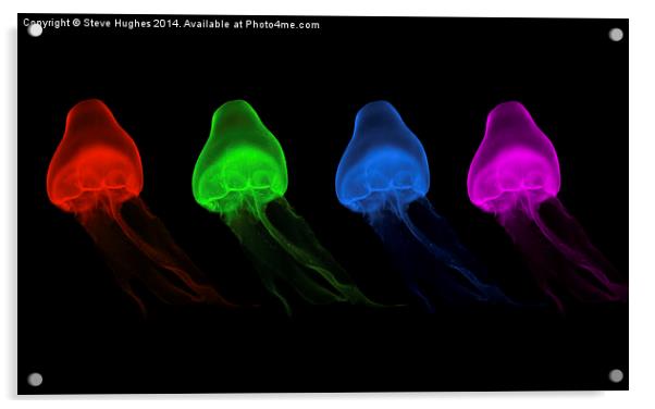  Four Coloured Jellyfish Acrylic by Steve Hughes