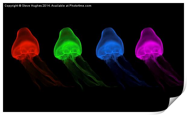  Four Coloured Jellyfish Print by Steve Hughes