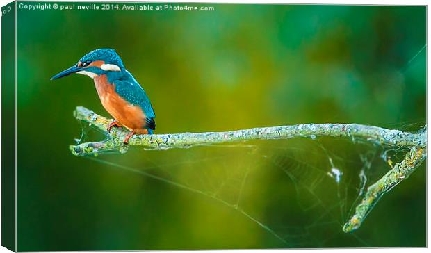  kingfisher on a branch Canvas Print by paul neville
