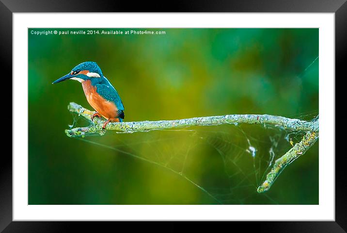  kingfisher on a branch Framed Mounted Print by paul neville