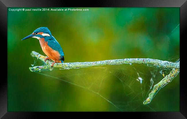  kingfisher on a branch Framed Print by paul neville