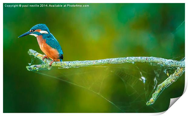  kingfisher on a branch Print by paul neville
