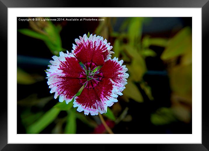  Frilled to See You Framed Mounted Print by Bill Lighterness
