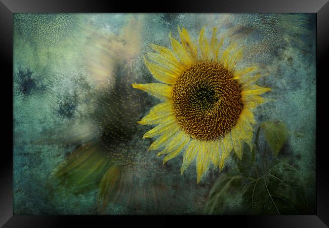  Sunflower Sea Framed Print by Belinda Greb