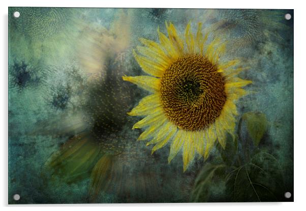  Sunflower Sea Acrylic by Belinda Greb