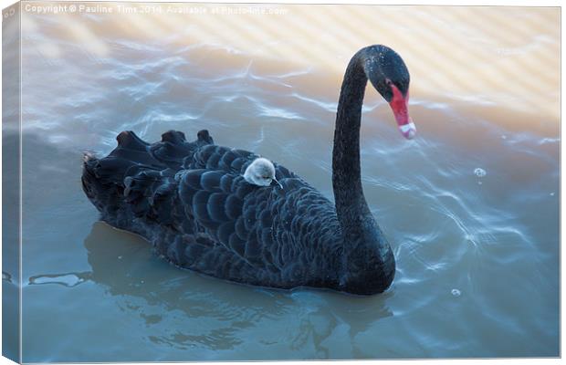  Black Swan and Cygnet Canvas Print by Pauline Tims