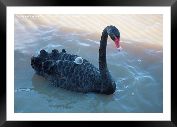  Black Swan and Cygnet Framed Mounted Print by Pauline Tims