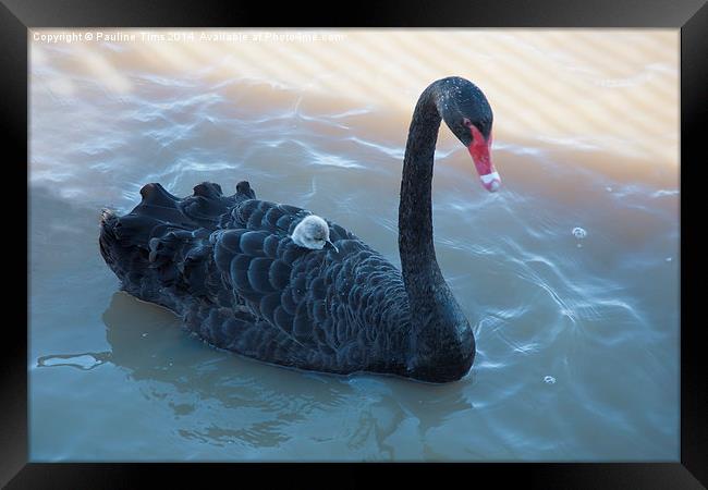  Black Swan and Cygnet Framed Print by Pauline Tims