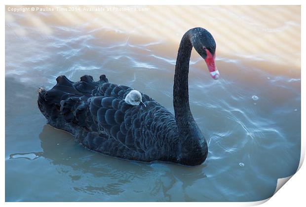  Black Swan and Cygnet Print by Pauline Tims