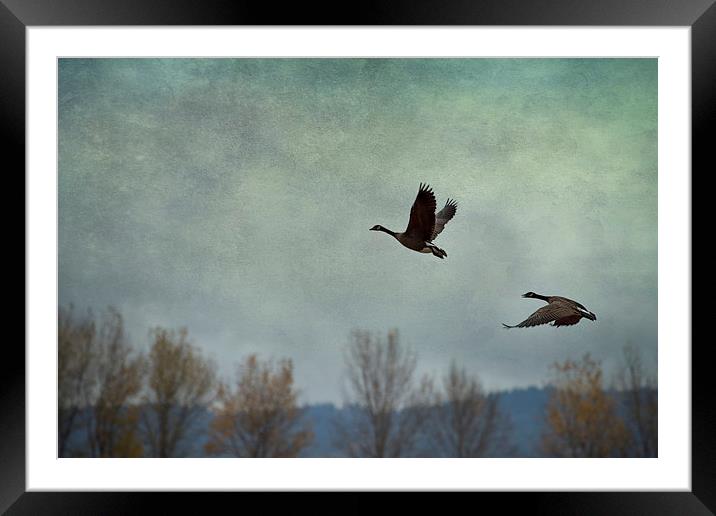  Taking Flight Framed Mounted Print by Belinda Greb