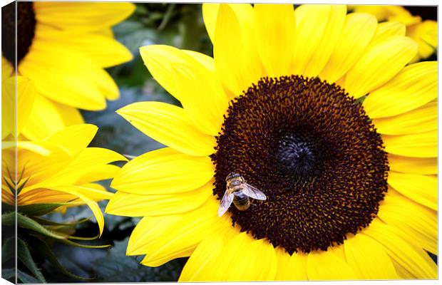 Bee in Sunflower Canvas Print by Peta Thames