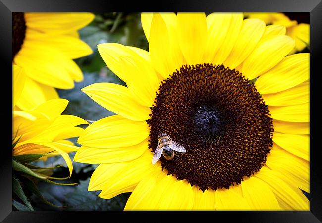 Bee in Sunflower Framed Print by Peta Thames