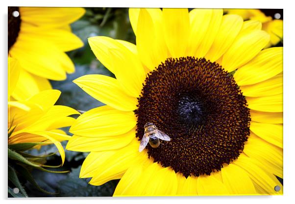 Bee in Sunflower Acrylic by Peta Thames
