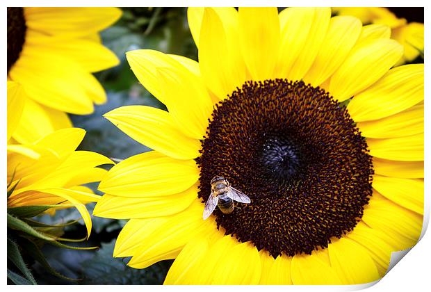 Bee in Sunflower Print by Peta Thames
