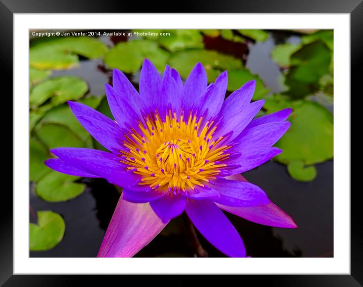  Water Lily Framed Mounted Print by Jan Venter