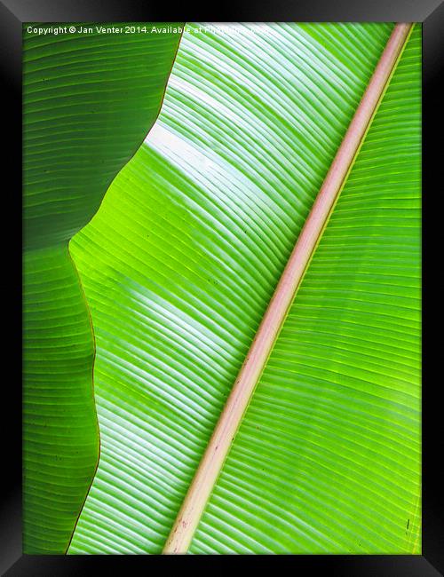  Banana leaf Framed Print by Jan Venter