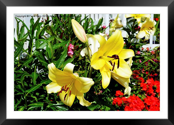  Beautiful Yellow Lilies in all their glory Framed Mounted Print by Frank Irwin