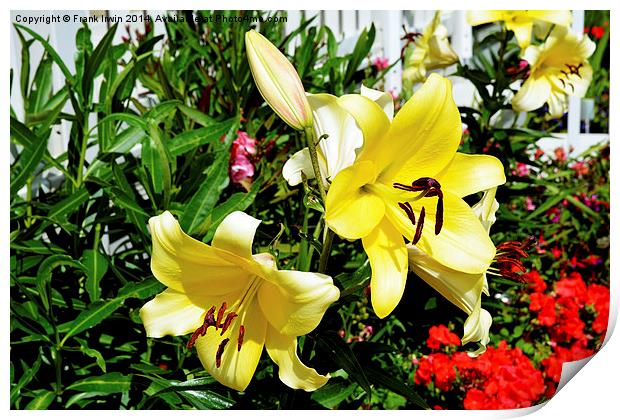  Beautiful Yellow Lilies in all their glory Print by Frank Irwin