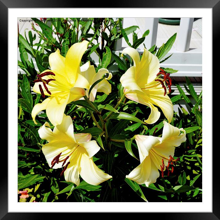 Beautiful Yellow Lilies in all their glory Framed Mounted Print by Frank Irwin