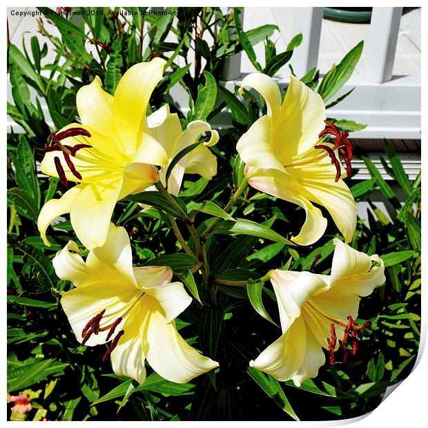 Beautiful Yellow Lilies in all their glory Print by Frank Irwin