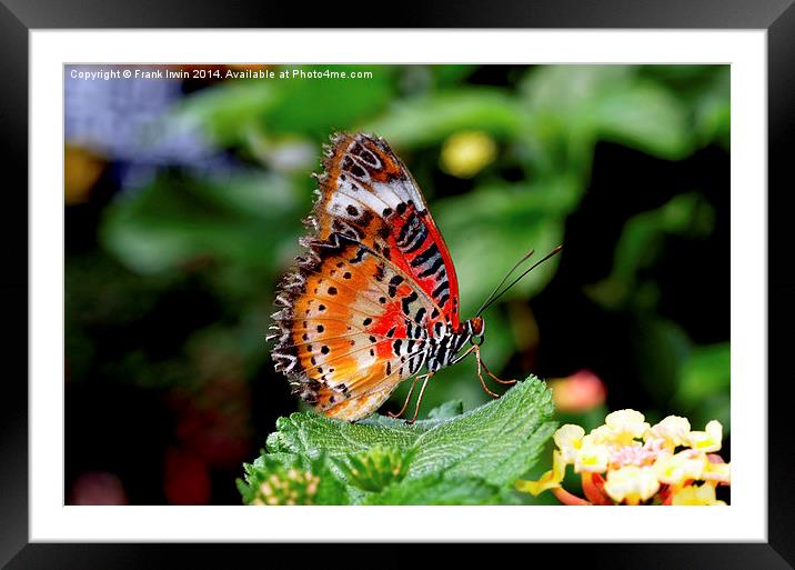  Malay Lacewing Butterfly (Cethosia cyane) Framed Mounted Print by Frank Irwin