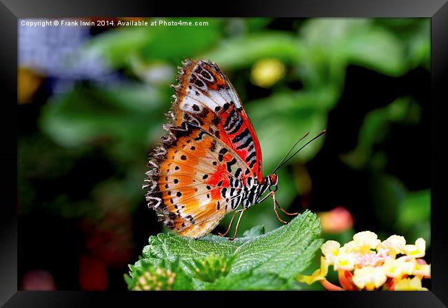  Malay Lacewing Butterfly (Cethosia cyane) Framed Print by Frank Irwin