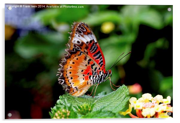  Malay Lacewing Butterfly (Cethosia cyane) Acrylic by Frank Irwin